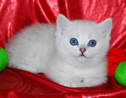 Котятки-шиншилятки!!!!