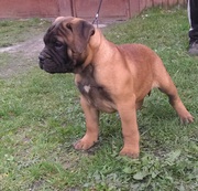 бульмастифы шоу класса