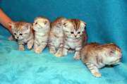ПРОДАМ ПОРОДИСТЫХ КОТЯТ(СКОТТИШ-ФОЛД) НЕ ДОРОГО