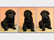 Щенки лабрадора ретривера (Черные девочки)