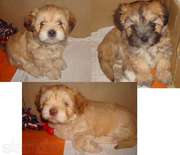 Щенки украинского колар-тоя