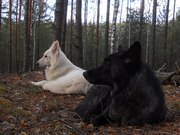 Волк Канадский Чёрный купить можно у нас