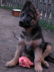 Породная, прекрасно сложенная девочка