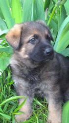 щенков немецкой овчарки