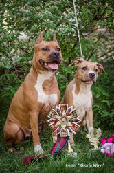 Амстафф с Питомника