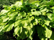 Хоста или лилия-подорожник
