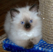 Невские маскарадные голубогласки