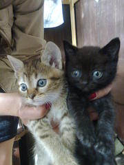 отдам трех котят в добрые заботливые руки