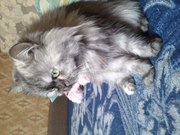 Персидская-шиншиловая кошка, по имени Маркиза