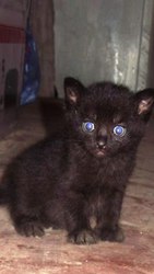 Отдам в хорошие руки !!!