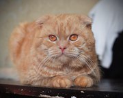 Шикарный шотландский вислоухий кот приглашает самочку на вязку 