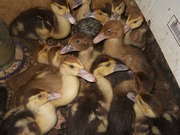 Утята мускусы (шипуны)