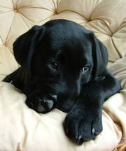 Срочно! Щенок лабрадора