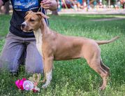 Великолепная девочка Амстаффтерьера