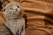 британские котятв