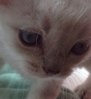 Котенок страйт. Мама вислоухая британка