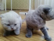 британские вислоухие