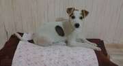 Щенок Джека рассела терьера 
