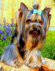 йоркширский терьер(йорк) мини для вязки,  опытный 