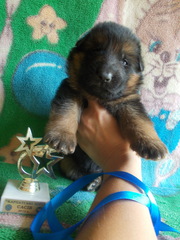 Цуценята німецької вівчарки