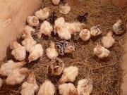 Продам 8 домашних индюшат с мамой-индюшкой