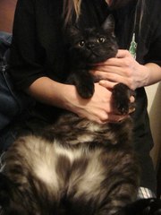 Взрослый котик ищет хозяев! 