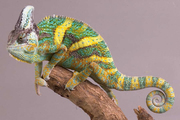 Продам Йеменский хамелеон Chamaeleon calyptratus
