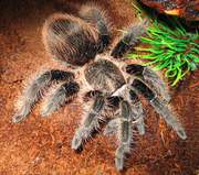 Продам пауки Брахипельма альбопилозум ( Brachypelma albopilosum )