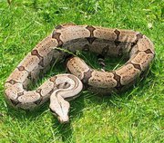 Продам Обыкновенный удав ( Boa constrictor )