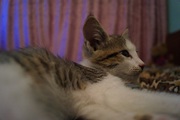 Котята.  Чистые и приучены к лоточку,  от паразитов обработаны.  Девочк