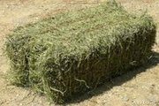 Продам сіно люцерни свіже в тюках! 