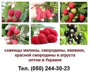 САДЖАНЦІ СМОРОДИНИ ,  ПОРІЧКИ ,  МАЛИНИ ,  ОЖИНИ