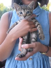 Отдам в добрые руки милых котят