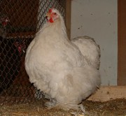  Продажа. Кохінхін білий