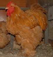  Продаж. Кохінхін палевий