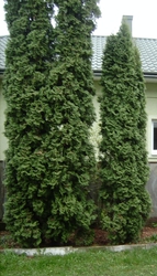 Крупномеры туи западной Колумна. Продажа,  доставка