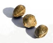 Продам семена