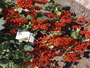 Саженцы плодовых кустарников