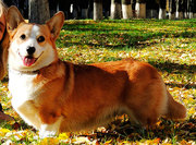 Вельш корги пемброк