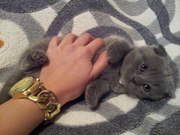 Милые,  породистые,  вислоухие котята (Скоттиш-фолд) 