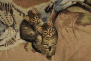 Отдам котят в хорошие ручки!