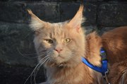 Мейн кун элитные котята из питомника