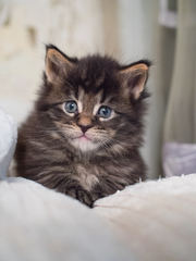 Котята Мейн кун! Лучшие котята лучшей породы…для Вас!