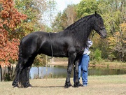 2010 Продаётся жеребец Фризской породы 165 cm