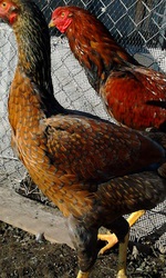 Инкубационные яйца породы малайская бойцовая