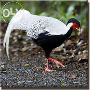 Инкубационные яйца породы фазан серебряный