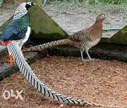 Инкубационные яйца породы фазан алмазный