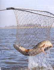 Мы продаем подрощенного амура, толстолоба.