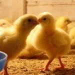 Продам суточный молодняк  бройлеров  