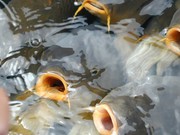 Срочно продаем подрощенного амура, толстолоба.